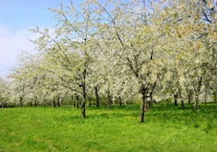 Fougerolles Cherry Trees