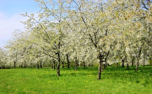 Fougerolles Cherry Trees