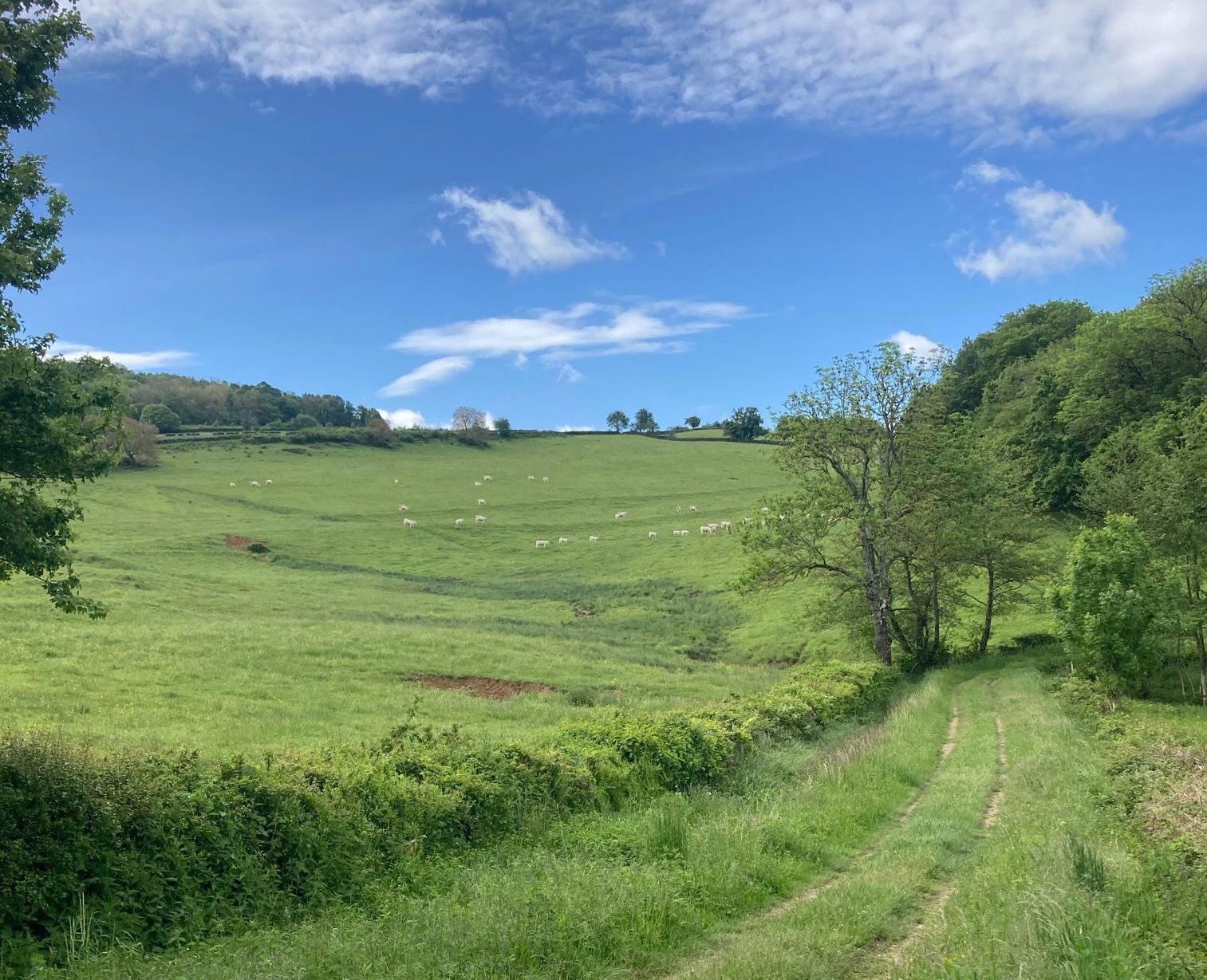 Heights of Cluny - Hika Trail