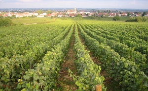 Heights of Marsannay