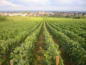 Heights of Marsannay