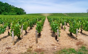 Poilly-sur-Serein Vineyard