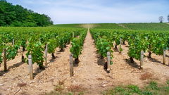 Poilly-sur-Serein Vineyard