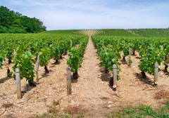 Vignoble de Poilly-sur-Serein