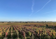 Premier Cru de Beaune
