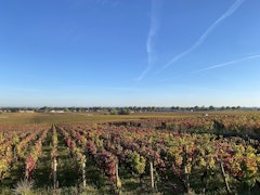 Premier Cru de Beaune