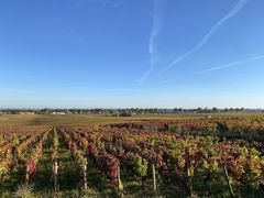 Premier Cru de Beaune