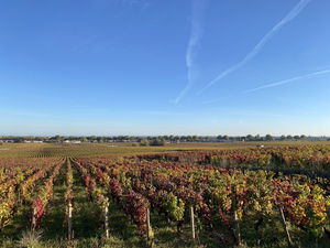 Premier cru de Beaune