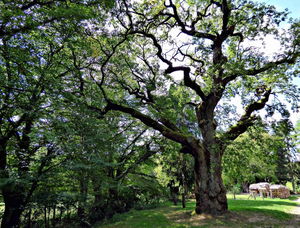 Sources de Falletans