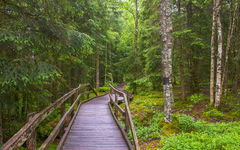 Tourbières de Frasne