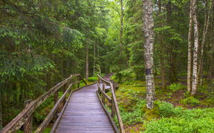 Tourbières de Frasne