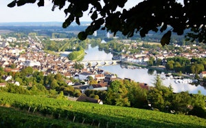 Vineyard of Joigny