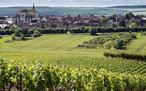 Vineyards of Saint-Bris-le-Vineux