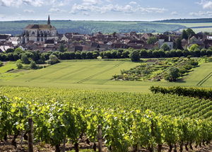 Vignes de Saint-Bris-le-Vineux