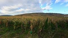 Heights of Vosne-Romanée