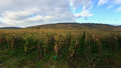 Heights of Vosne-Romanée