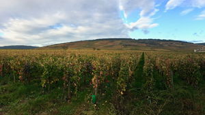 Heights of Vosne-Romanée