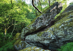 Bois de Rumignon