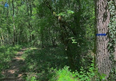 Bois de Soeuvres