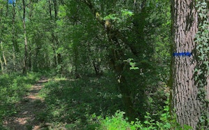 Bois de Soeuvres