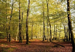 Forêt de Fougères