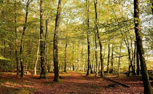 Forêt de Fougères