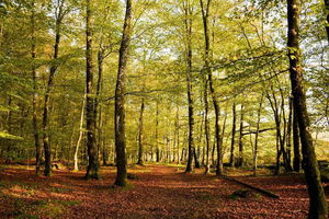 Forêt de Fougères