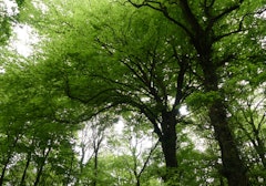 Forêt de Montauban