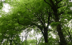 Forêt de Montauban