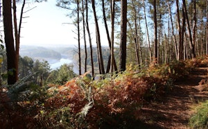 Forêt de Penhoat-Lancerf