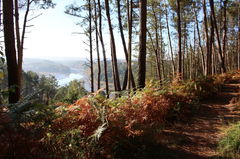 Forêt de Penhoat-Lancerf