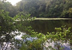 Forêt de Villecartier