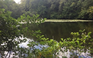 Forêt de Villecartier