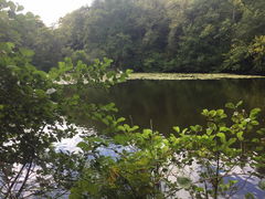 Forêt de Villecartier