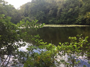 Forêt de Villecartier