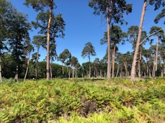 Forêt d'Allogny