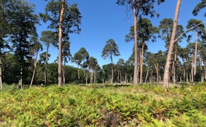 Forêt d'Allogny