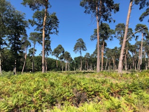 Forêt d'Allogny