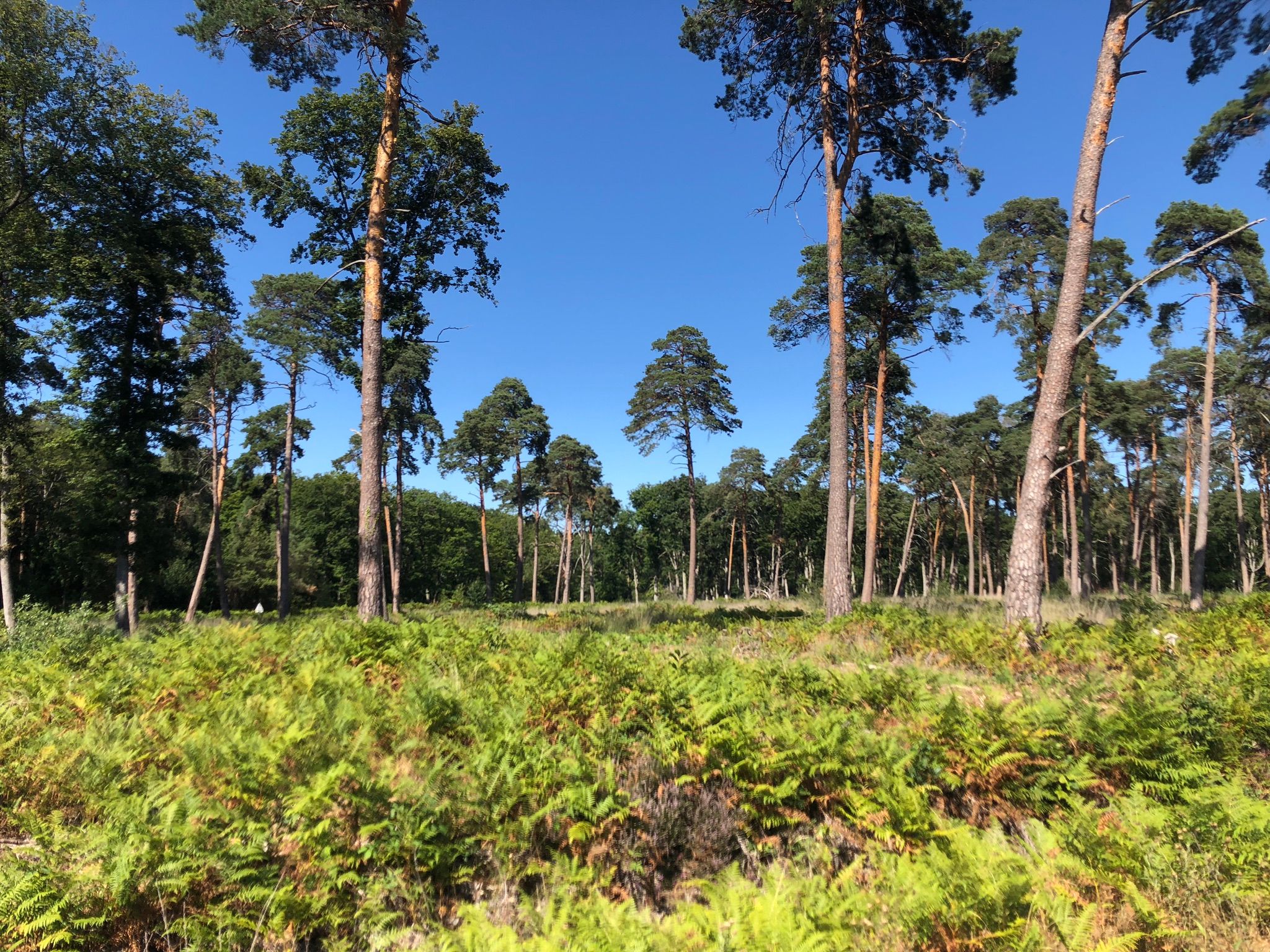 Forêt d'Allogny