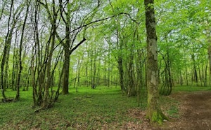 Bois and Lac de Chambray-lès-Tours