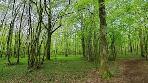 Bois and Lac de Chambray-lès-Tours