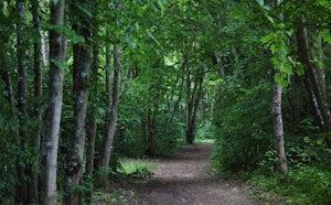 Forêt de Blois from les Grouets