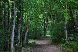 Forêt de Blois depuis les Grouets