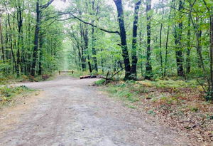 Forêt de Montrichard