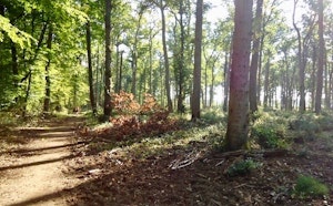 Forêt de Russy