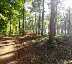 Forêt de Russy