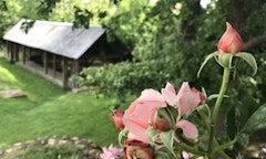 Around Néron