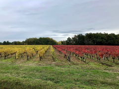 Vignes de Rougeou