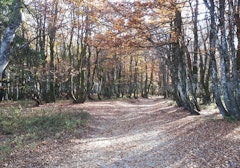 Bois de Remenaumont