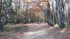Bois de Remenaumont